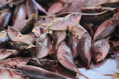 Close-up of fish for sale in market