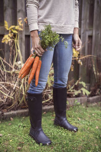 Low section of woman holding freshly harvested carrots at organic farm