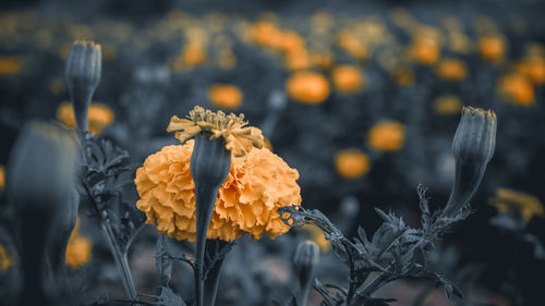 Close-up of wilted flower