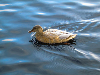 High angle view of duck swimming in lake