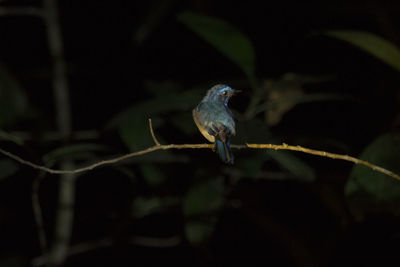Close-up of bird perching on wall