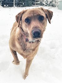 Portrait of dog in snow