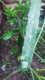 Close-up of fresh green leaf