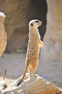 A meerkat watching the landscape with its legs raised. colors of nature