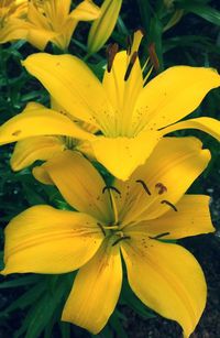 Close-up of yellow flowers