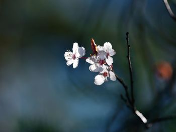 Close-up of white cherry blossom tree