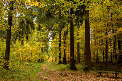 Trees in forest during autumn