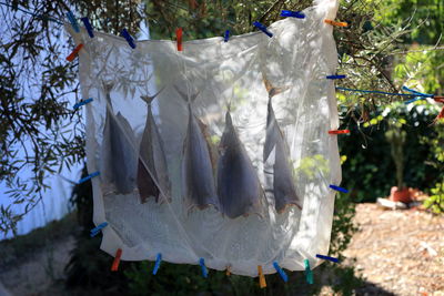 Fish drying outside protected by light piece of material held closed by clothes pins