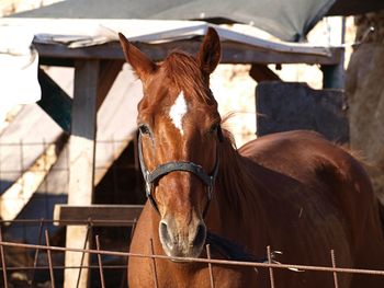 Horse in stable