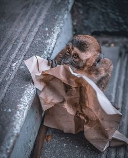 High angle view of monkey holding paper while sitting on staircase