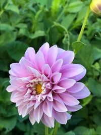 Close-up of pink flower