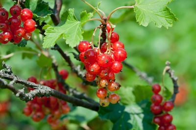 Close-up of red berries growing on tree