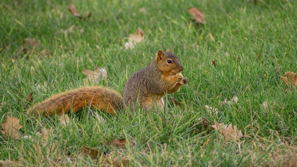 animal themes, grass, animals in the wild, wildlife, one animal, field, grassy, squirrel, green color, nature, mammal, growth, rodent, day, high angle view, outdoors, sitting, no people, full length, plant