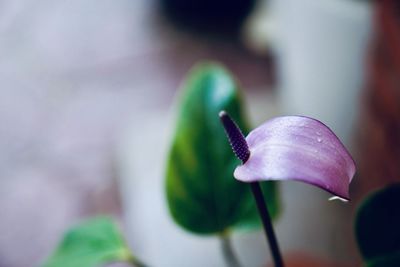 Close-up of purple flower