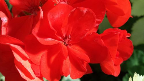 Close-up of red flowers