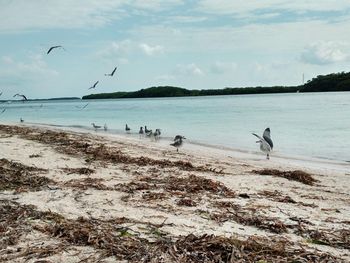 Birds flying over beach against sky