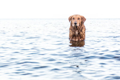 Portrait of dog in sea