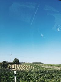 Scenic view of agricultural field against clear blue sky