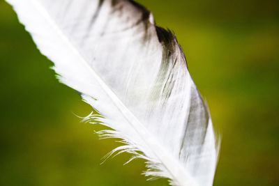 Close-up of white feather