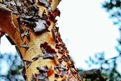 Low angle view of tree against sky