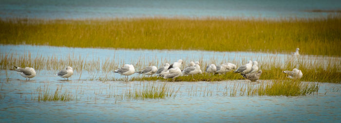 Swans and ducks in lake