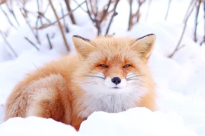 Portrait of fox on snow in forest