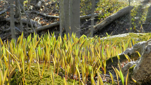 Plants growing on field