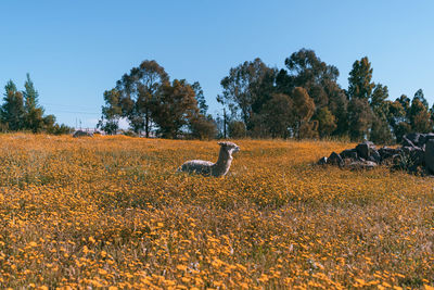 View of sheep on field