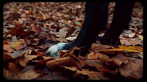 Leaves in autumn