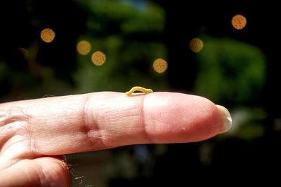 Close-up of hand holding small crab