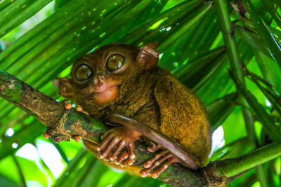 Close-up of a monkey on tree