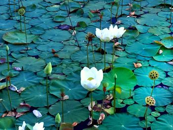 Lotus water lily in pond