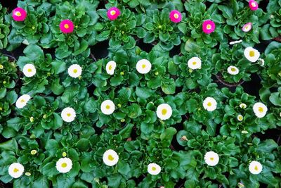 Full frame shot of flowering plants