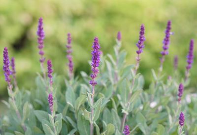 Close-up of purple flowering plants on field