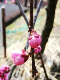 Close-up of pink orchid