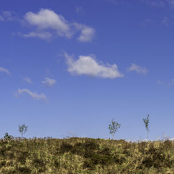 Plants growing on land against blue sky