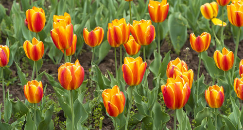 Orange tulips in field