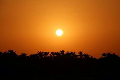 Silhouette of trees at sunset