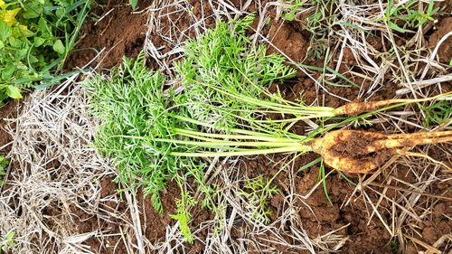 High angle view of plant on field