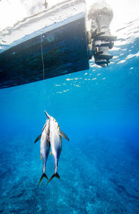 Fish swimming in sea