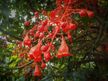 Low angle view of red berries on tree