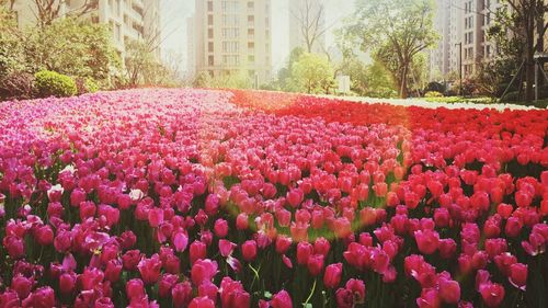 Flowers growing in park