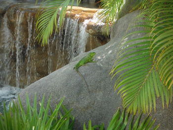 Close-up of water flowing on rock by river