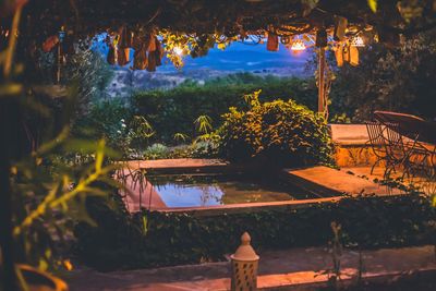 Illuminated trees and plants in yard at night