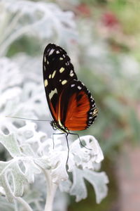 Close-up of butterfly pollinating on flower