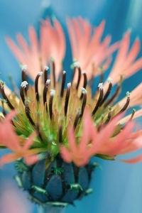 Close-up of flowering plant