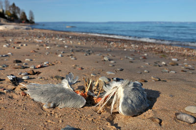Close up of dead seagull on the beach. possible botulism poisoning, avian bird flu, or pollution