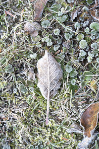 Close-up of plant