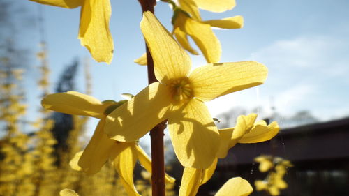 Close-up of yellow flower against sky