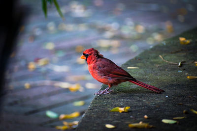 Close-up of bird perching on red leaf